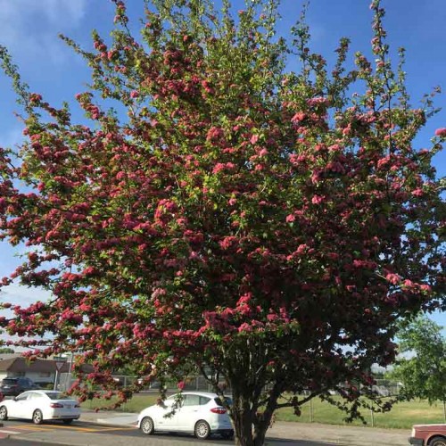Paul's Scarlet Bareroot Tree Hawthorn Crataegus laevigata 5-6ft | ScotPlants Direct